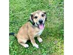 Adopt Cyno a Mixed Breed