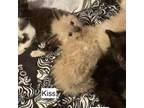 Adopt Kiss a Domestic Short Hair, Siamese