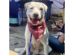 Adopt Clifford a Mixed Breed