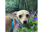 Adopt Thumper a Mixed Breed