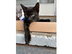 Adopt Davy Jones (DJ) a Domestic Short Hair
