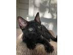 Adopt MilkyWay a Domestic Short Hair