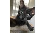 Adopt Moonpie a Domestic Short Hair