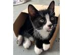 Adopt Al a Domestic Short Hair