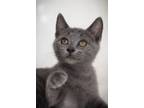 Adopt Sunny a Domestic Short Hair