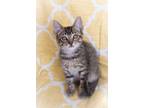 Adopt Heath a Domestic Short Hair