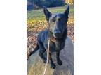 Adopt Elijah a German Shepherd Dog