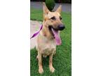 Adopt Titan a German Shepherd Dog