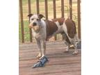 Adopt Treasure a Brittany Spaniel, Boxer