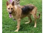 Adopt Titan a German Shepherd Dog