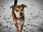Adopt Sindri a Dachshund
