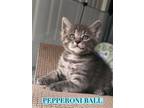 Adopt Pepperoni Ball a Siamese, Domestic Short Hair