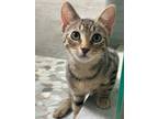 Adopt Breeze a Domestic Short Hair