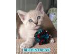 Adopt Blue Streak a Siamese, Domestic Short Hair
