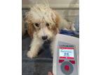 Adopt C-Cowboy a Poodle, Cavalier King Charles Spaniel