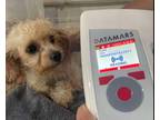 Adopt C-Blaze a Poodle, Cavalier King Charles Spaniel