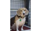 Adopt Max a Beagle