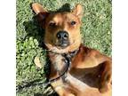Adopt Brock JuM a Basenji, Hound