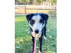 Adopt Guy a Collie