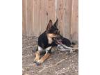 Adopt Riley a German Shepherd Dog, Mixed Breed