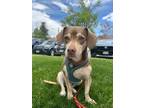 Adopt Brennan aka Armi a Beagle, Mixed Breed