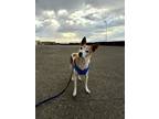 Adopt Henry a Jack Russell Terrier