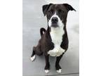 Adopt Wasabi 1121-24 a Labrador Retriever, Mixed Breed