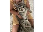 Adopt Indy a Tabby