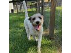 Adopt Richard Arlo a Standard Poodle