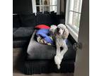 Adopt Jacco - Coconut a Standard Poodle
