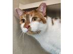 Adopt Koa a Domestic Short Hair