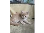 Adopt Draco a Domestic Short Hair, Tabby