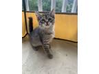 Adopt Snape a Domestic Short Hair, Tabby