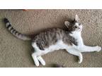 Adopt Dale a Domestic Short Hair, Tabby