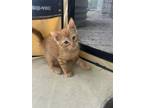 Adopt Ron a Domestic Short Hair, Tabby