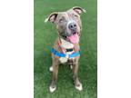 Adopt Harley a Mixed Breed