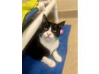 Adopt Chicao a Domestic Short Hair