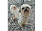 Adopt Jake $500 (Application Pending) a Shih Tzu