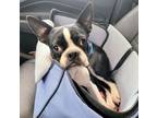Adopt Hemi a Boston Terrier