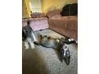Adopt Lisa's Bluey a Husky, Shepherd