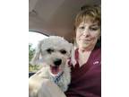Adopt Lisa's Benny a Poodle