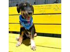 Adopt Chance 24-07-062 a Labrador Retriever, Great Pyrenees