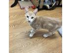 Adopt Dale 24-07-093 a American Shorthair