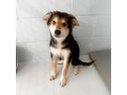 Adopt Oscar 24-07-062 a Shepherd, Labrador Retriever
