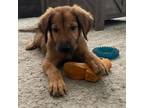 Adopt Clyde a Great Dane