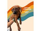 Adopt Captain Champion (Carolina Litter) a Redbone Coonhound, Labrador Retriever