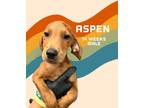 Adopt Aspen (Carolina Litter) a Hound, Golden Retriever