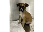 Adopt Deetz a Shepherd, Mixed Breed