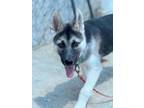 Adopt Keaton a Shepherd, Mixed Breed