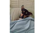 Adopt Vinny a Miniature Pinscher